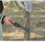 Cưa sinh tồn ISE MOUNT dùng cho bushcraft và xử lý củi nhỏ